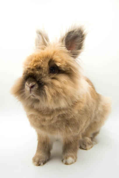 可爱的兔子图片素材ID：322727196