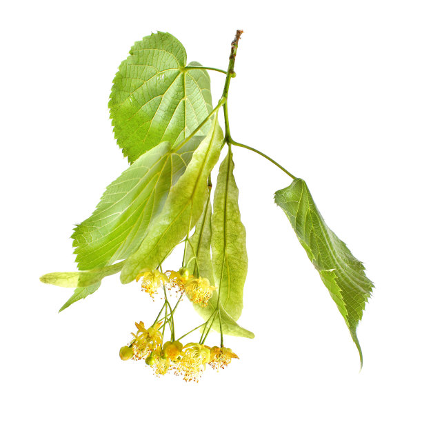 近距离观察菩提树(椴)的叶子和花，孤立在白色背景上。图片下载