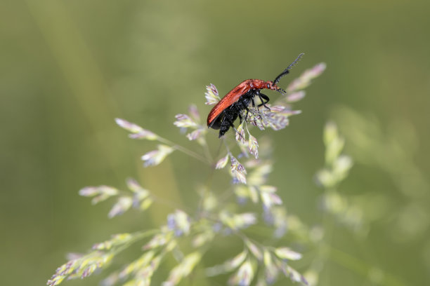 朱砂葫芦，属深红科甲虫，颜色艳丽，侧面观图片下载