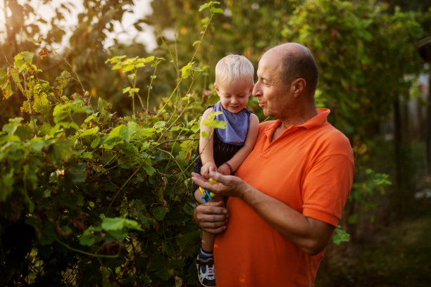 快乐的童年。在一个阳光明媚的日子里，爷爷和孙子一起在花园里吃葡萄，玩得很开心。图片下载