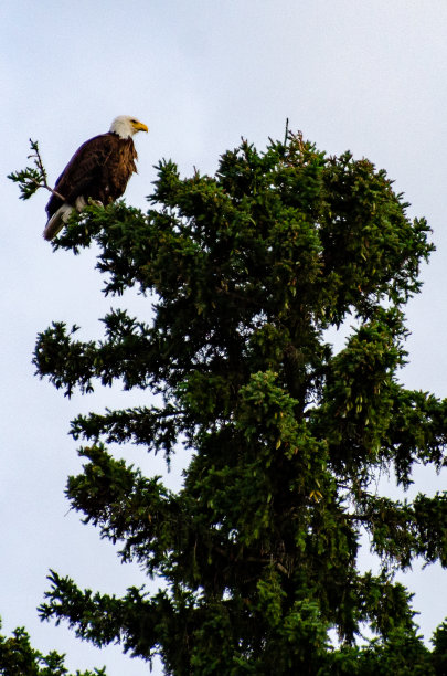 秃鹰高高地栖息在树梢上图片下载