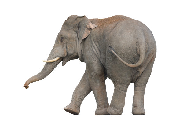 孤立的白底亚洲象(雄性)图片下载
