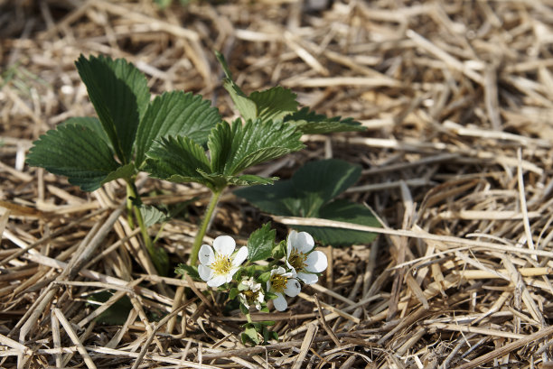稻草床上一丛盛开的草莓。图片下载