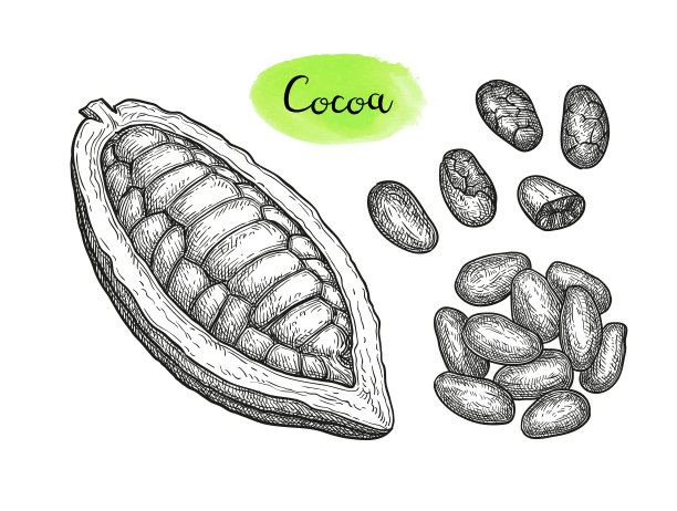 可可墨水草图。图片下载