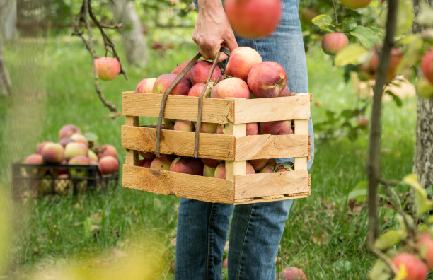 用手工制作的木箱收集夏季有机苹果。图片下载