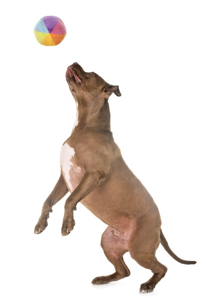 斗牛犬红鼻子图片下载