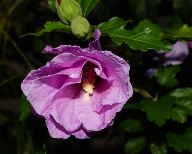 芙蓉花瓣微距图片下载