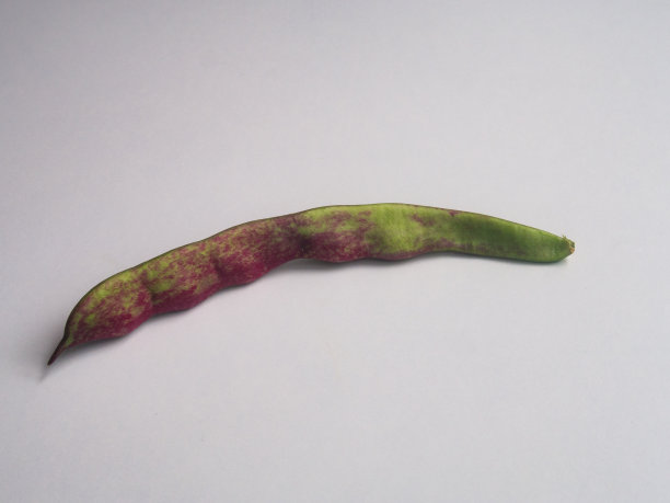 绿豆孤立图片下载