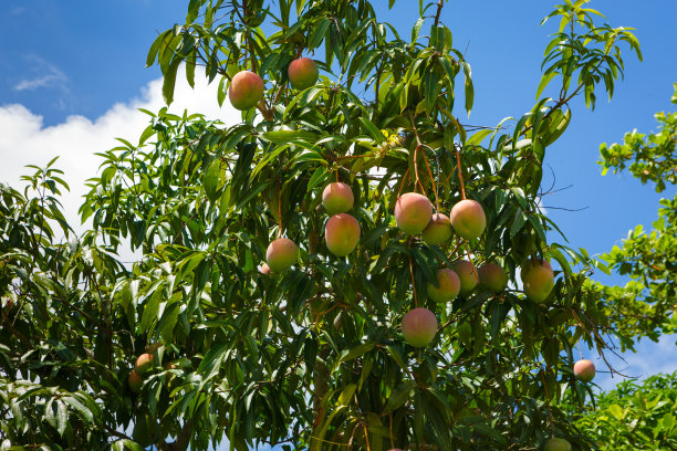 古巴的芒果树图片下载
