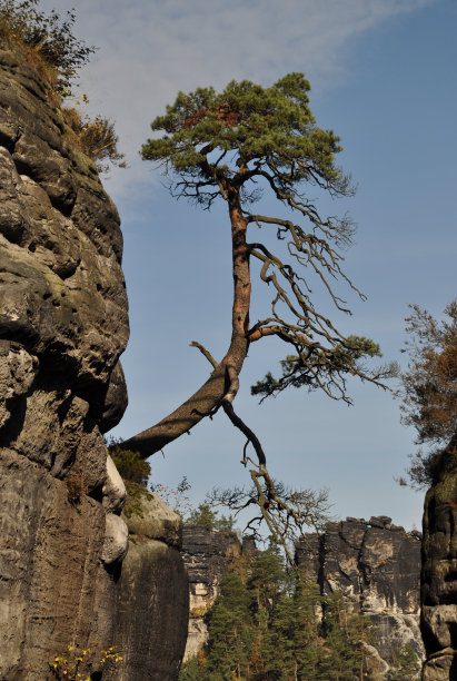 岩石上的树图片下载