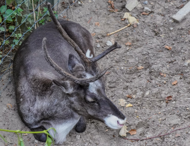 放松和睡觉的驯鹿图片下载
