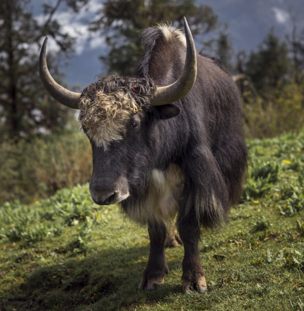 在尼泊尔的田野里饲养的牦牛或裸牛。在喜马拉雅山脉图片下载