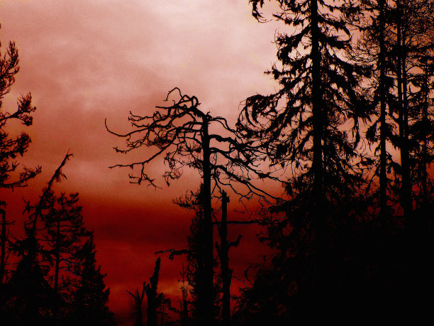 黑暗森林图片下载