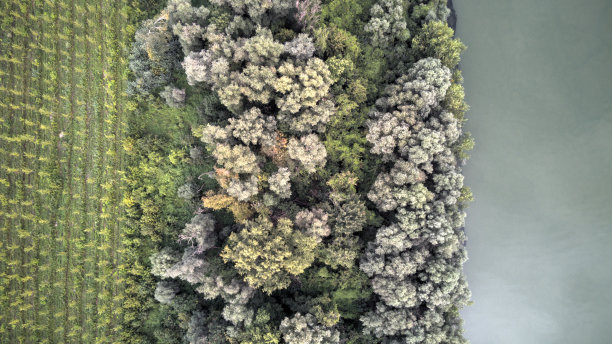 多瑙河附近的树木，航拍图片下载