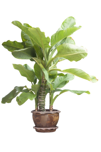 水晶红掌树在花盆。图片下载