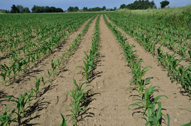 春天的玉米地图片下载