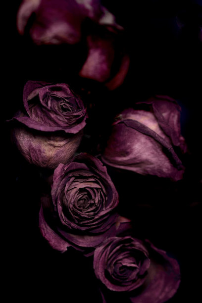 死去的玫瑰图片下载