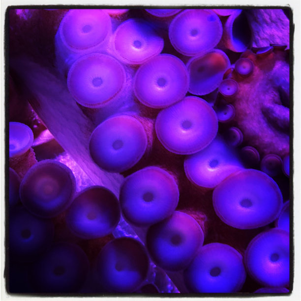 紫色章鱼图片下载