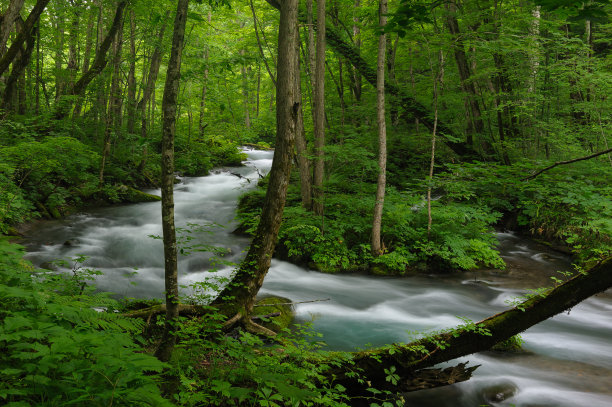 森林中生长的树木图片下载