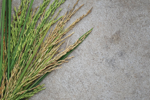 水稻种植在混凝土地板上。图片下载