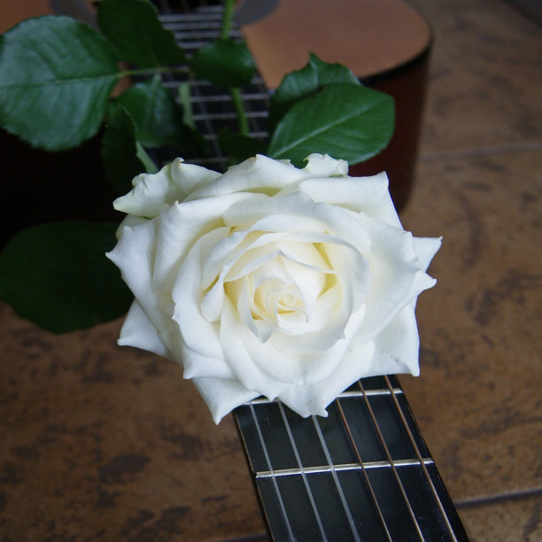 玫瑰在吉他图片下载