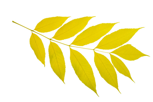 黄色的枫叶孤立在白色的背景上图片下载