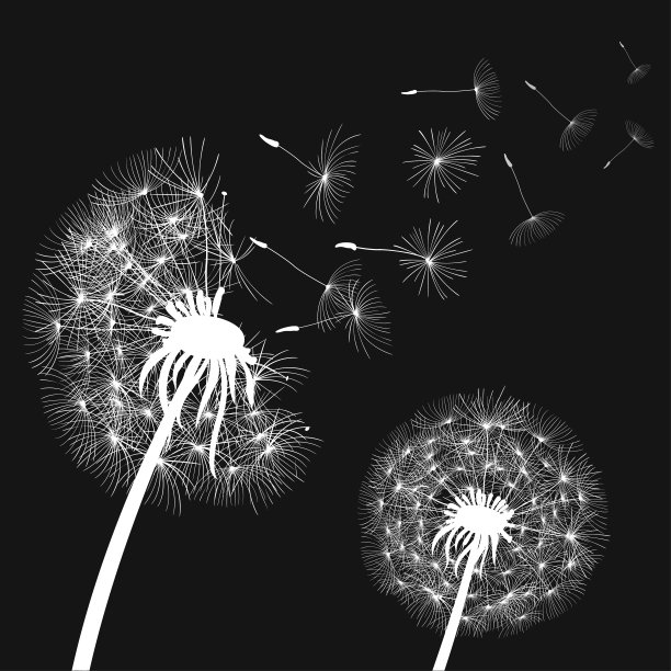 摘要蒲公英为白色，蒲公英以飞天种籽为载体图片下载