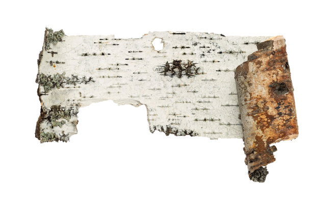 干燥的桦树皮被孤立在白色的背景上图片下载