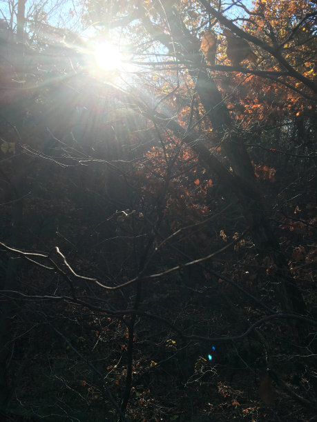 太阳在树林里升起图片下载