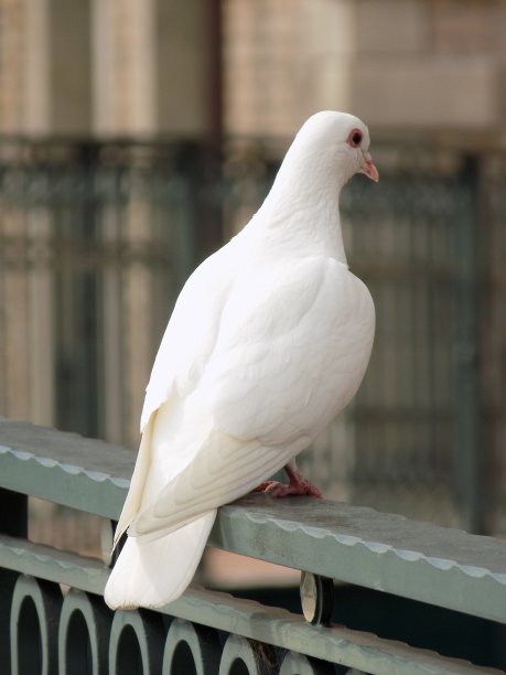 怀特在那里图片下载