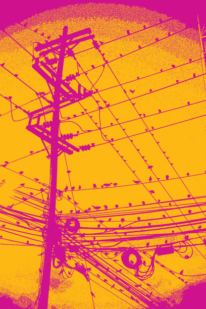 一大群鸟儿栖息在电话线上图片下载