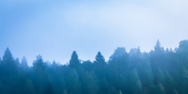 雾气蒙蒙的秋天森林景色。来自芬兰索特卡莫的照片。图片下载