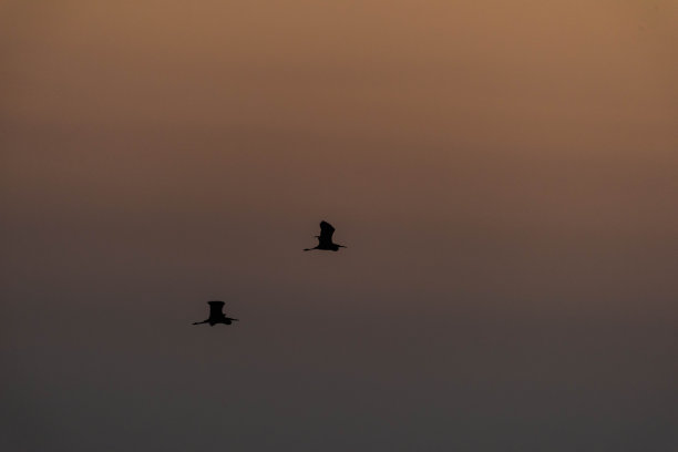 金色时段的鸟类轮廓图片下载