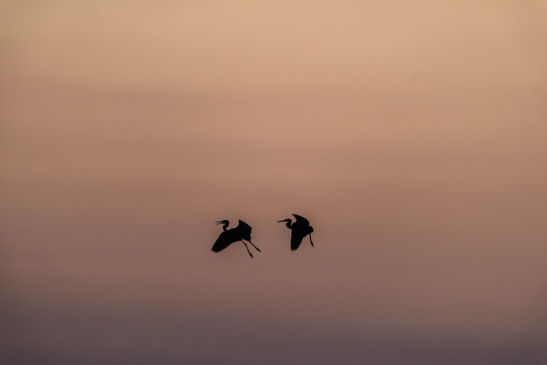 金色时段的鸟类轮廓图片下载