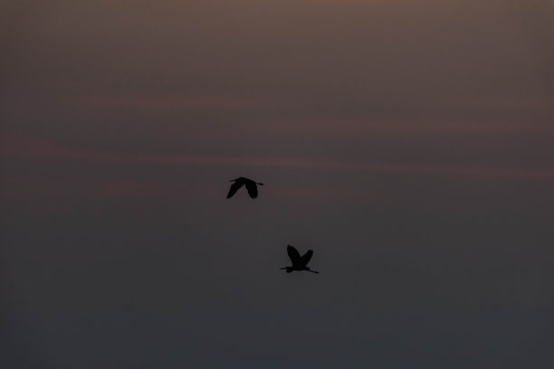 金色时段的鸟类轮廓图片下载