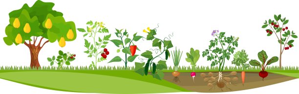 厨房花园或菜园，种植不同的蔬菜和果树图片下载