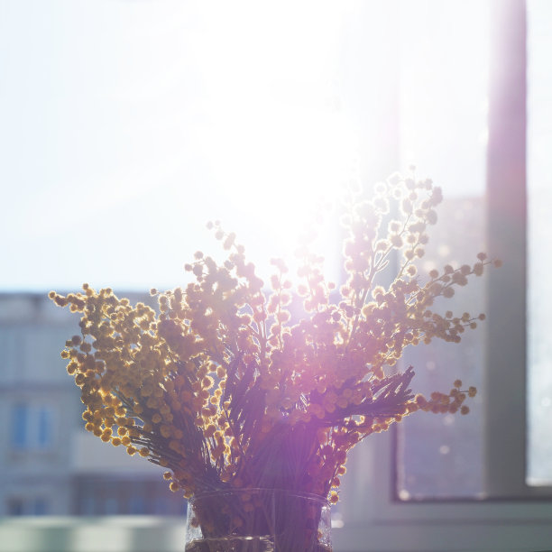 金合欢，银荆或含苞欲放的玻璃花瓶特写，映衬着窗户的背景。春天黄色的含羞草花。花春背景，三月八日复活节。太阳射线,背光图片下载