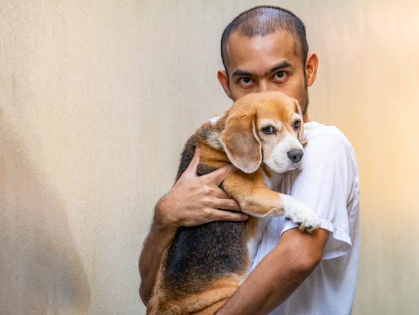 一名亚洲男子珍爱自己可爱的比格尔犬。图片下载