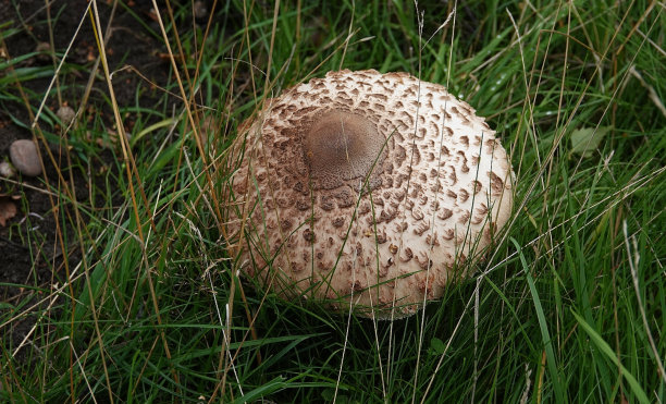 一个遮阳伞蘑菇的特写图片下载