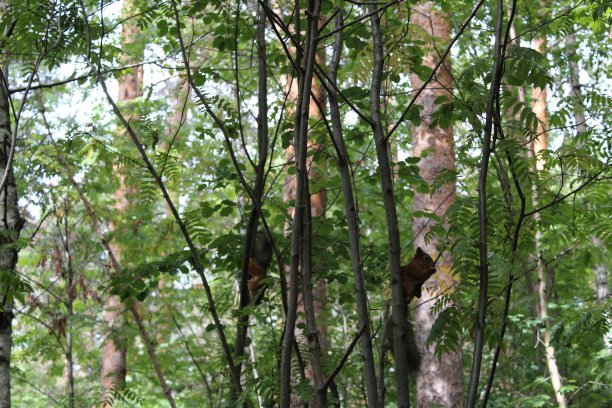 夏天公园树干上的松鼠照片图片下载