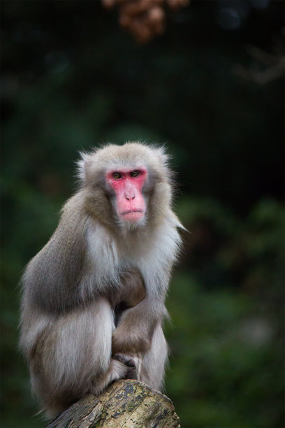 日本猕猴图片下载