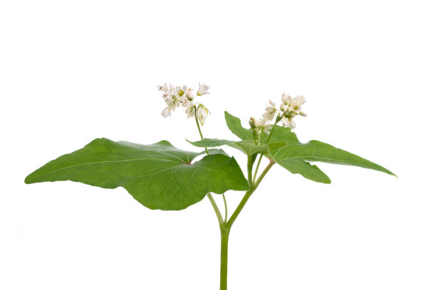 荞麦花图片下载