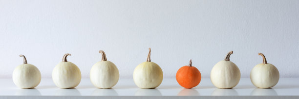 感恩节快乐背景。各种各样的南瓜在白色的架子上靠着白色的墙。现代的季节性房间装饰。南瓜旗帜。极简主义秋天的概念。图片下载