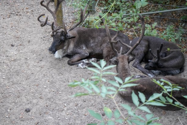 放松和睡觉的驯鹿图片下载