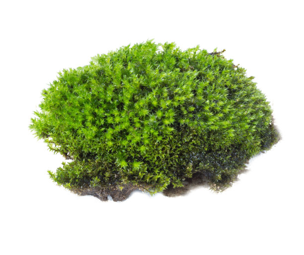 白色背景上孤立的绿色苔藓图片下载