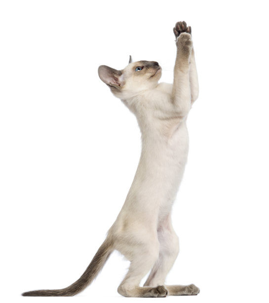 东方短毛小猫，9周大，用后腿站立，在白色背景下伸手图片下载