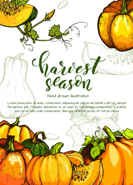彩色南瓜矢量手绘插图。农业市场的产品。图片下载