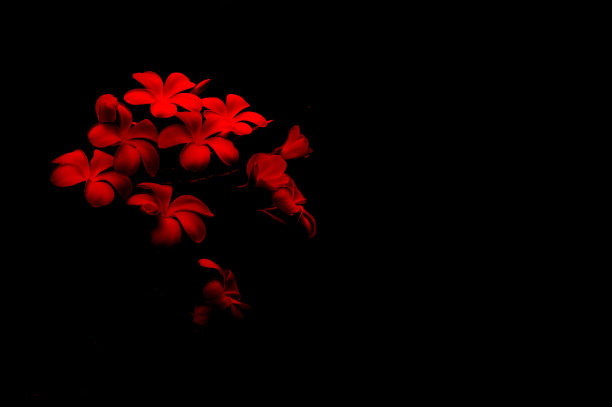 鸡蛋花花在红色和黑色的背景图片下载