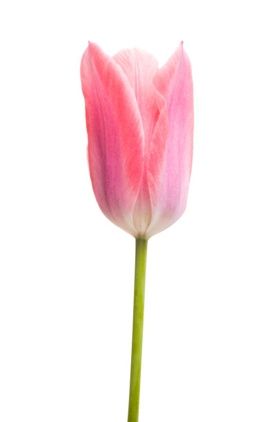 粉色郁金香孤立图片下载