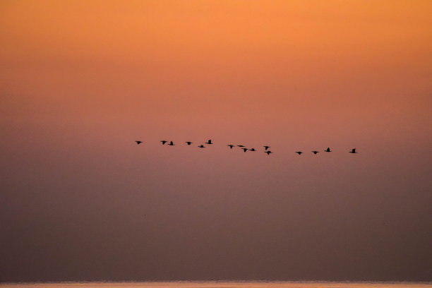 金色时段的鸟类轮廓图片下载